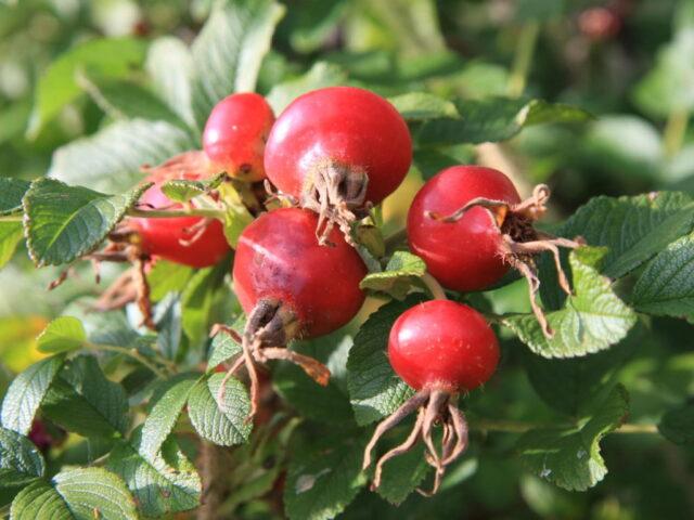 Types and varieties of wild rose: photo with names and descriptions