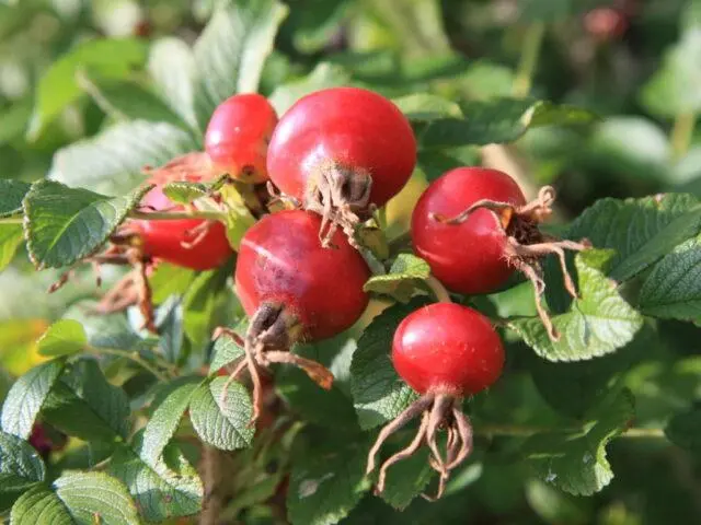 Types and varieties of wild rose: photo with names and descriptions