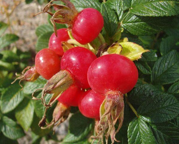 Types and varieties of wild rose: photo with names and descriptions