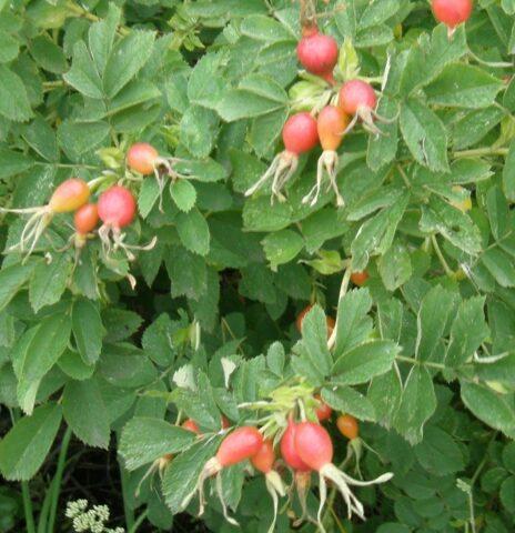 Types and varieties of wild rose: photo with names and descriptions