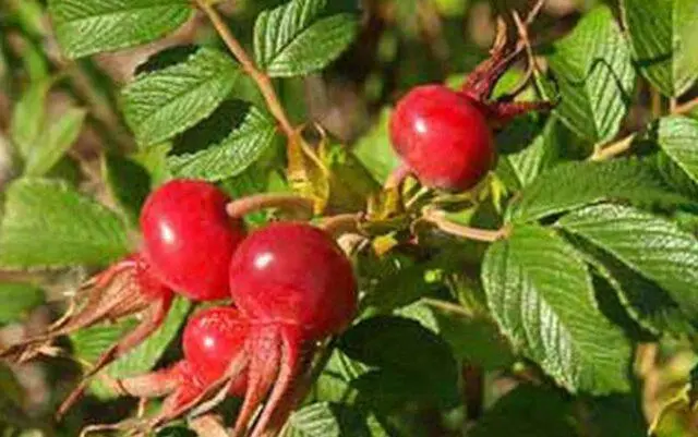 Types and varieties of wild rose: photo with names and descriptions