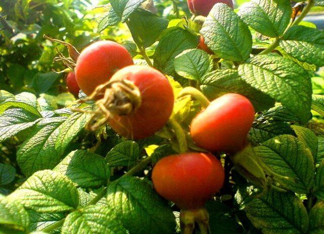 Types and varieties of wild rose: photo with names and descriptions