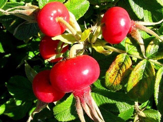 Types and varieties of wild rose: photo with names and descriptions