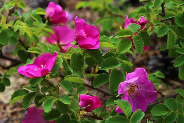 Types and varieties of wild rose: photo with names and descriptions