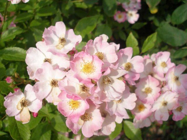 Types and varieties of wild rose: photo with names and descriptions