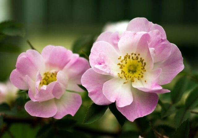 Types and varieties of wild rose: photo with names and descriptions