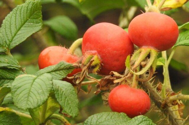 Types and varieties of wild rose: photo with names and descriptions