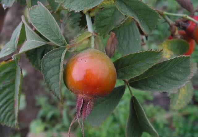 Types and varieties of wild rose: photo with names and descriptions