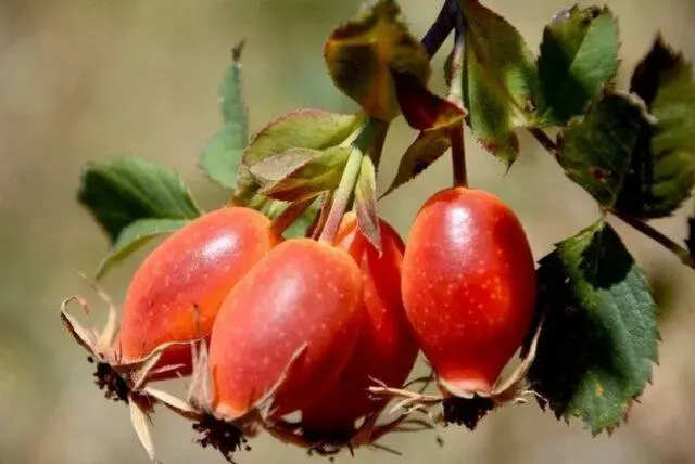 Types and varieties of wild rose: photo with names and descriptions