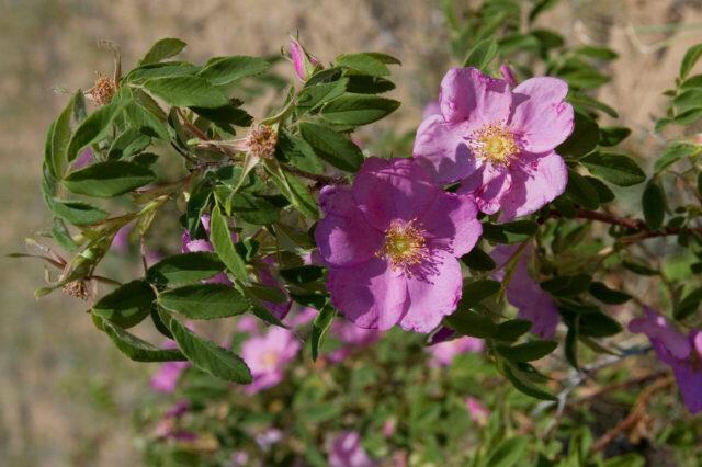 Types and varieties of wild rose: photo with names and descriptions