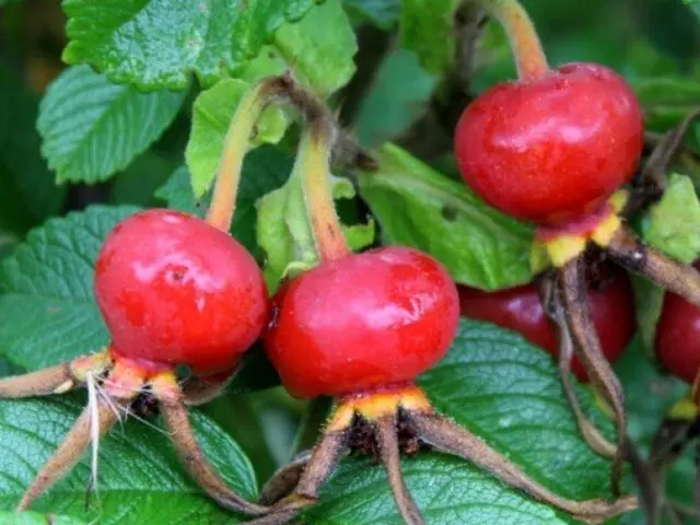 Types and varieties of wild rose: photo with names and descriptions