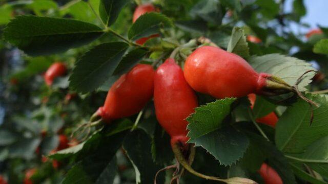 Types and varieties of wild rose: photo with names and descriptions