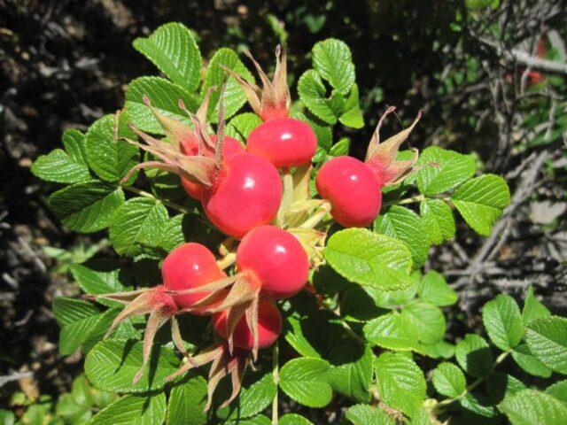 Types and varieties of wild rose: photo with names and descriptions