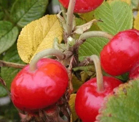 Types and varieties of wild rose: photo with names and descriptions