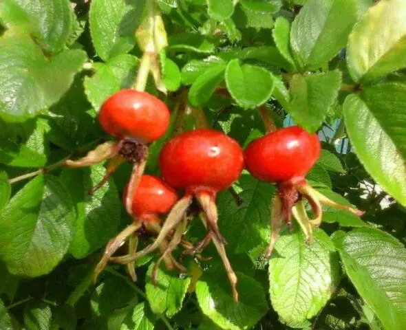 Types and varieties of wild rose: photo with names and descriptions