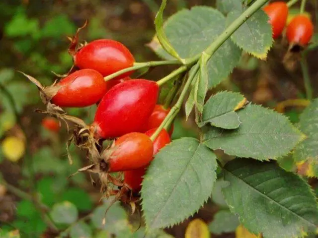 Types and varieties of wild rose: photo with names and descriptions