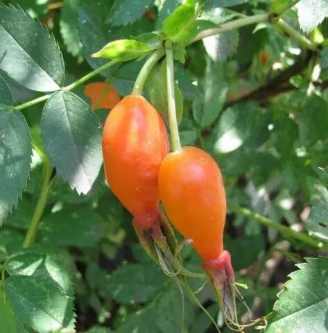 Types and varieties of wild rose: photo with names and descriptions