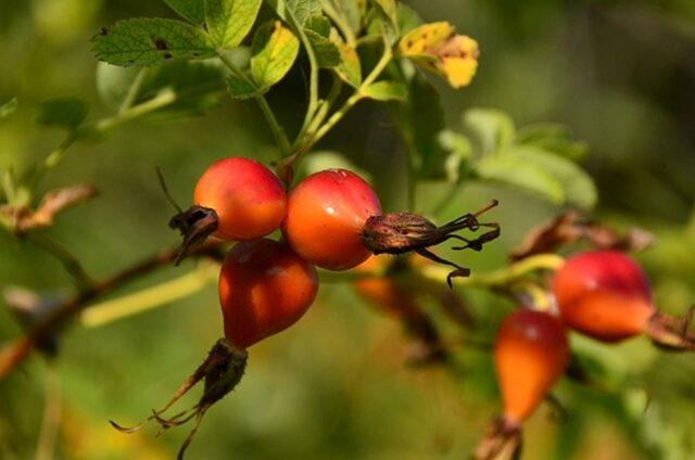 Types and varieties of wild rose: photo with names and descriptions