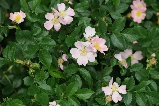 Types and varieties of wild rose: photo with names and descriptions