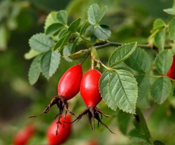 Types and varieties of wild rose: photo with names and descriptions