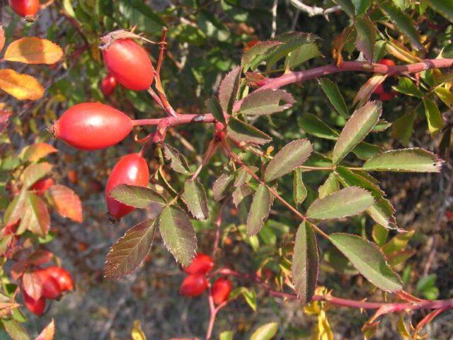 Types and varieties of wild rose: photo with names and descriptions