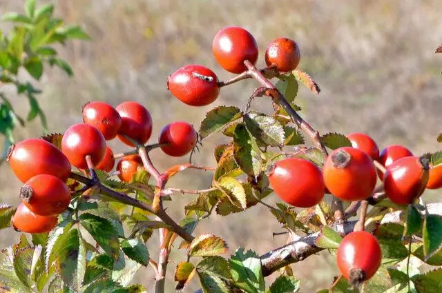 Types and varieties of wild rose: photo with names and descriptions