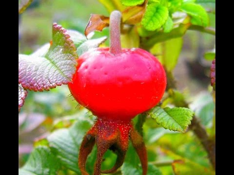 Types and varieties of wild rose: photo with names and descriptions