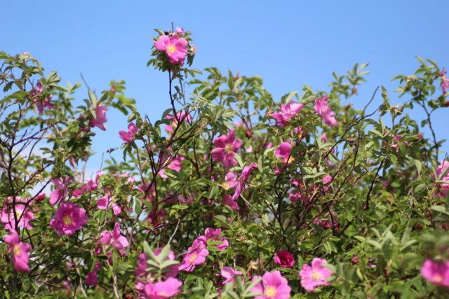 Types and varieties of wild rose: photo with names and descriptions