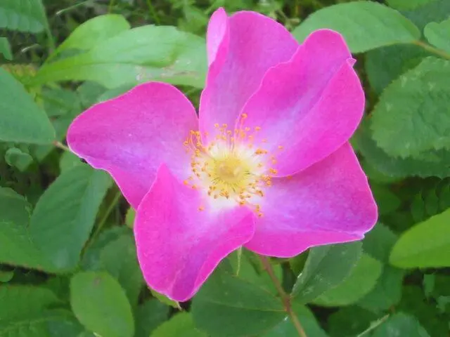 Types and varieties of wild rose: photo with names and descriptions