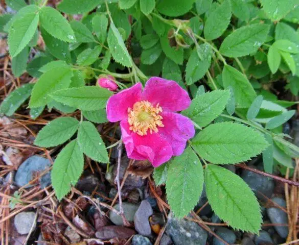 Types and varieties of wild rose: photo with names and descriptions