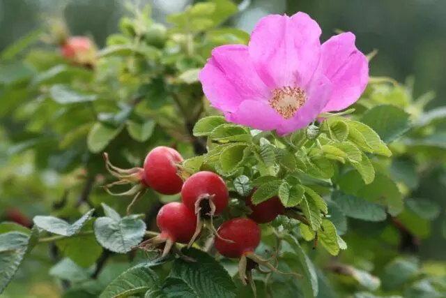 Types and varieties of wild rose: photo with names and descriptions