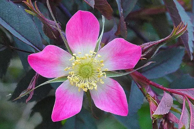 Types and varieties of wild rose: photo with names and descriptions