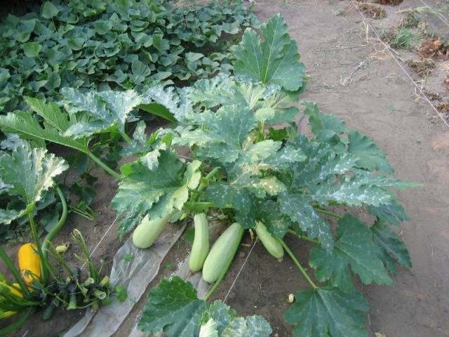 Types and varieties of zucchini