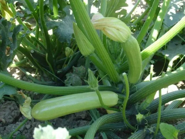 Types and varieties of zucchini