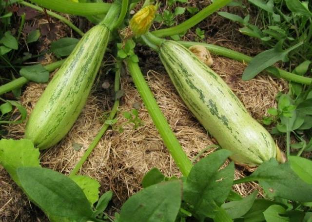 Types and varieties of zucchini