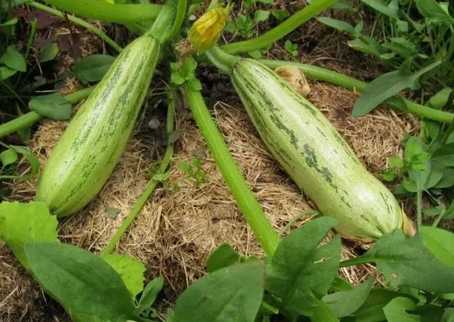 Types and varieties of zucchini