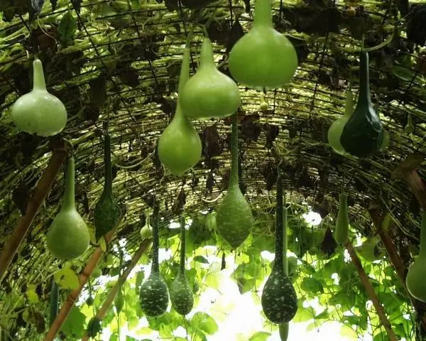 Types and varieties of zucchini