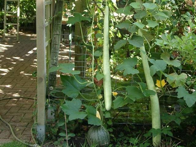 Types and varieties of zucchini