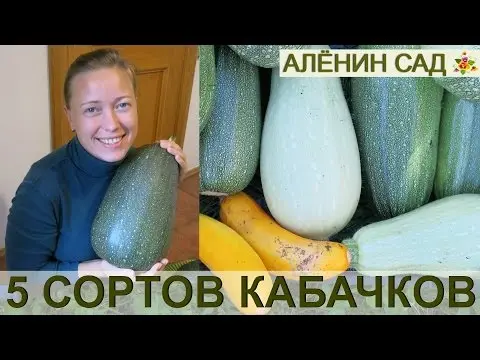 Types and varieties of zucchini