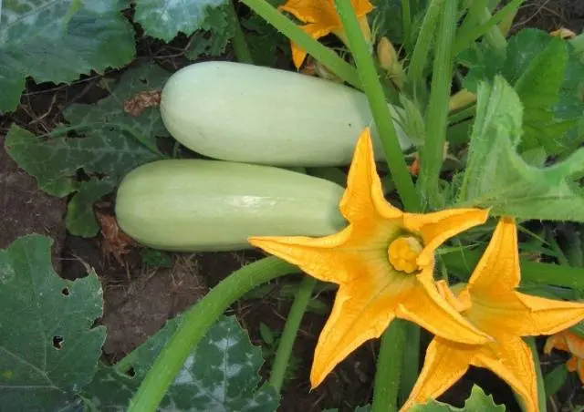 Types and varieties of zucchini