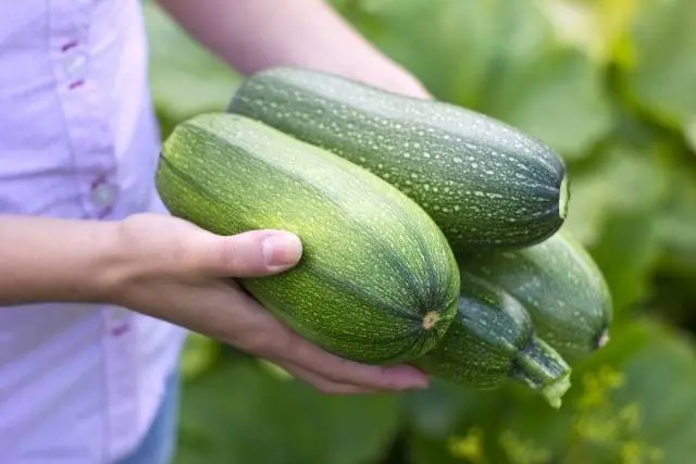 Types and varieties of zucchini