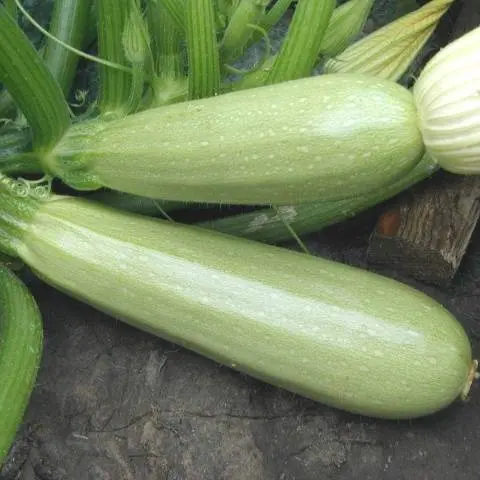 Types and varieties of zucchini