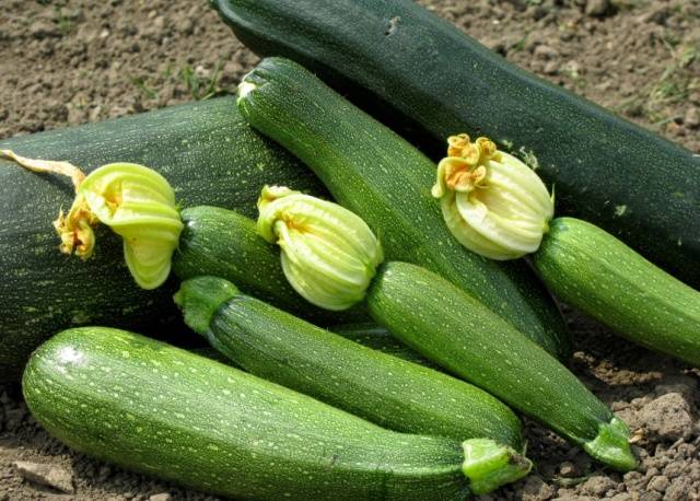 Types and varieties of zucchini