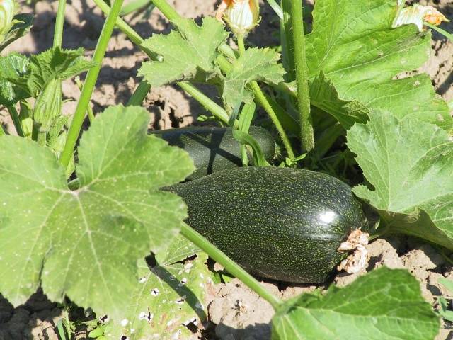 Types and varieties of zucchini