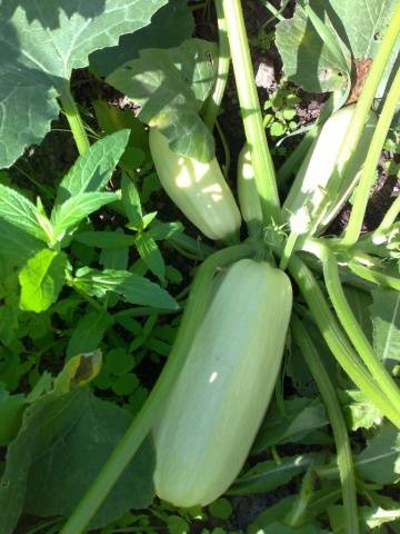 Types and varieties of zucchini