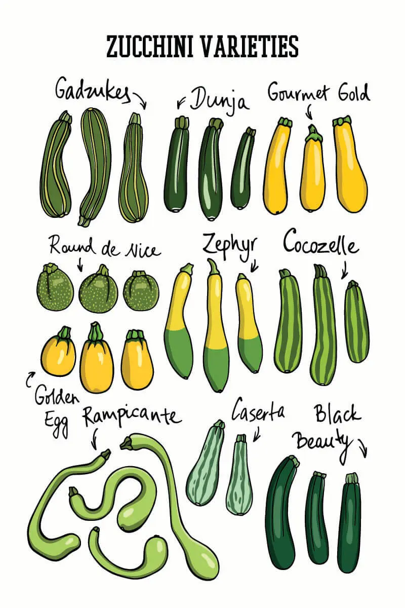 Types and varieties of zucchini