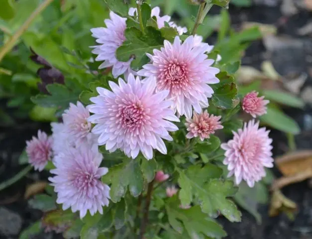 Types of chrysanthemums with photos and names