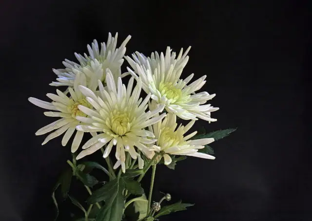 Types of chrysanthemums with photos and names