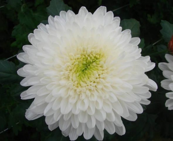 Types of chrysanthemums with photos and names