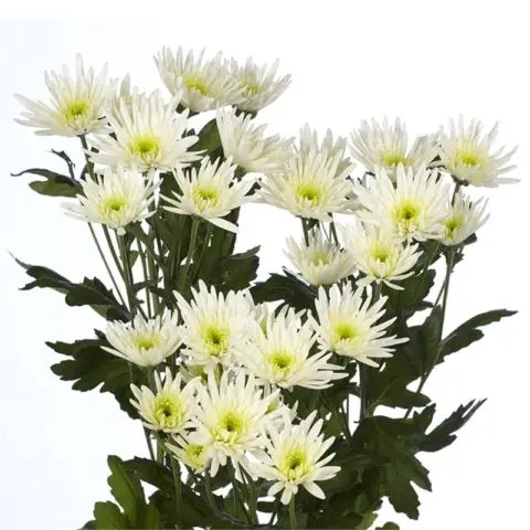 Types of chrysanthemums with photos and names